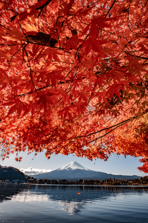 Mt. Fuji and Autumn Leaves