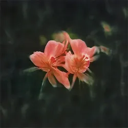 Noumena AI Florals collection image