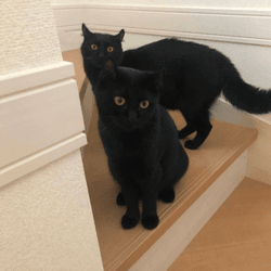 Shinju and Bara cats collection image