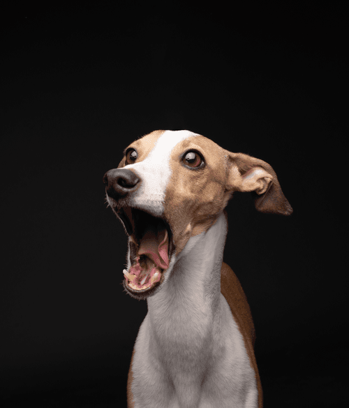 Italian Greyhound #DA067