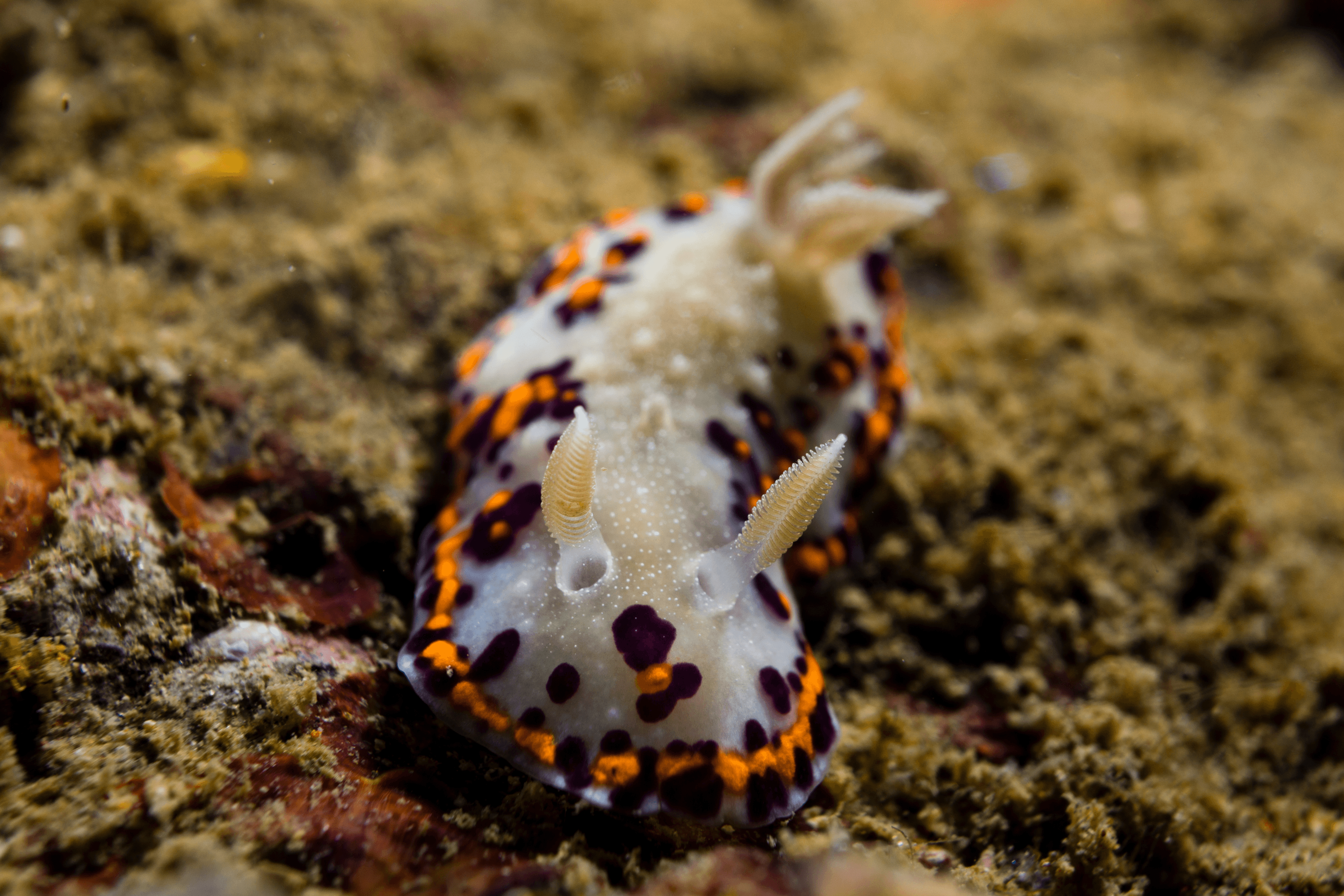 Goniobranchus bombayanus nudibranch