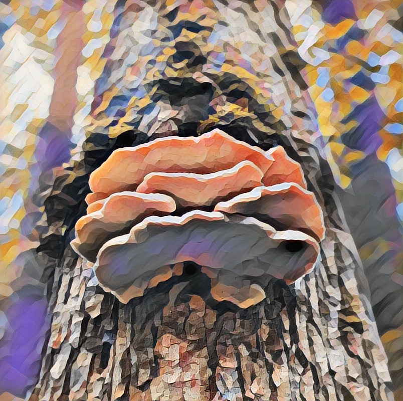 A shortcut to mushrooms collection opensea