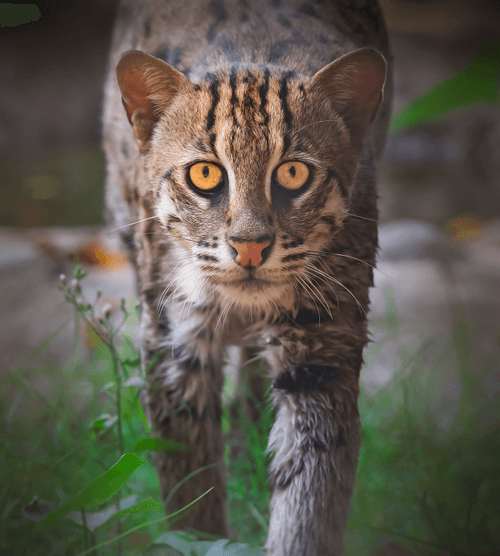 Fishing Cat