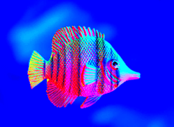 CyberFishies collection image