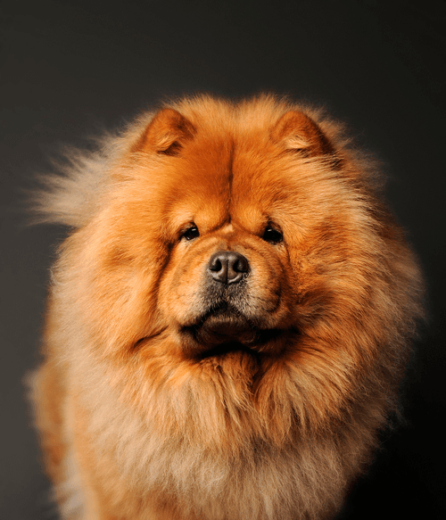 Chow Chow #DA040