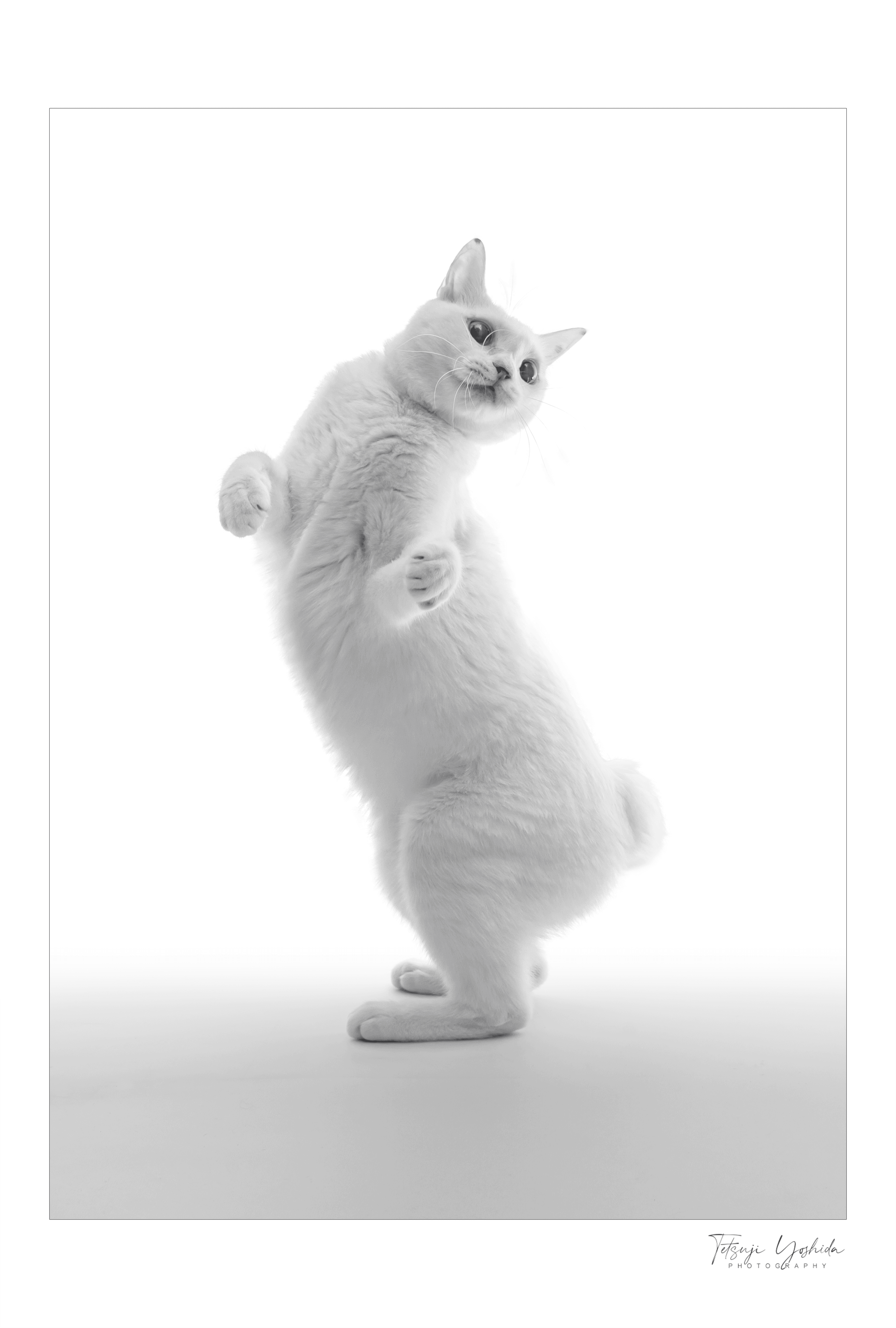 Teto the white cat "Dancing #2"