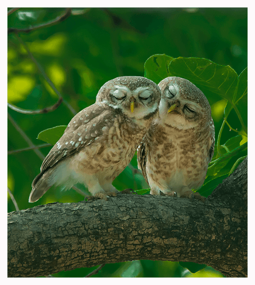   LOVE - Spotted Owlet