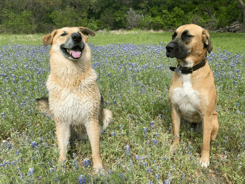 Earl and Bucket