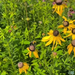 The Pollinators #8
