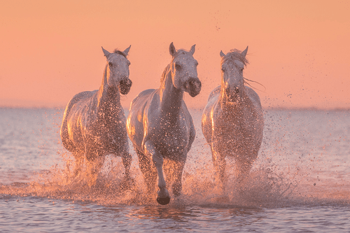 White Angels of Camargue by Iurie Belegurschi