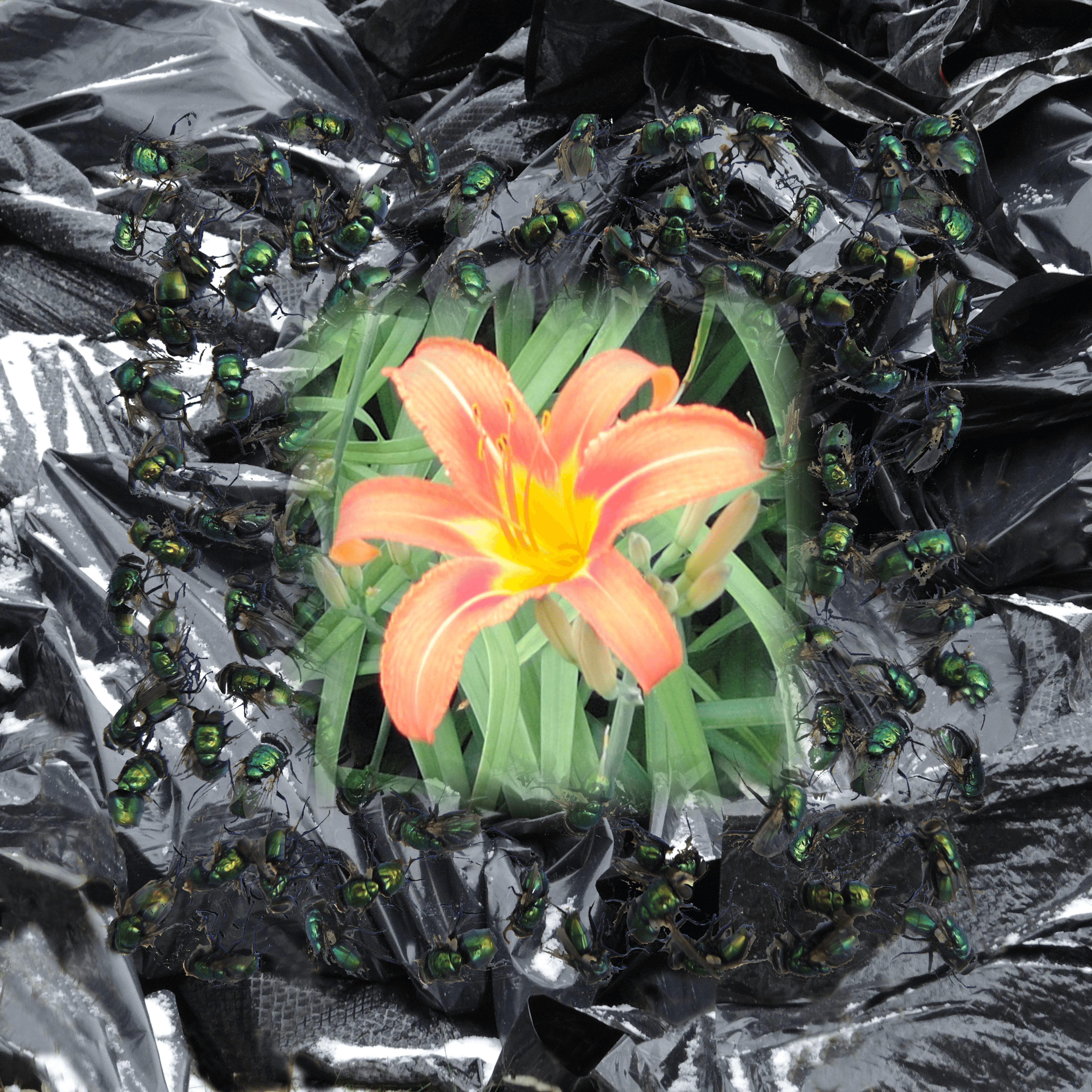 Trash, Flies & Flower