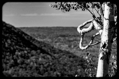 B&W Mountain View