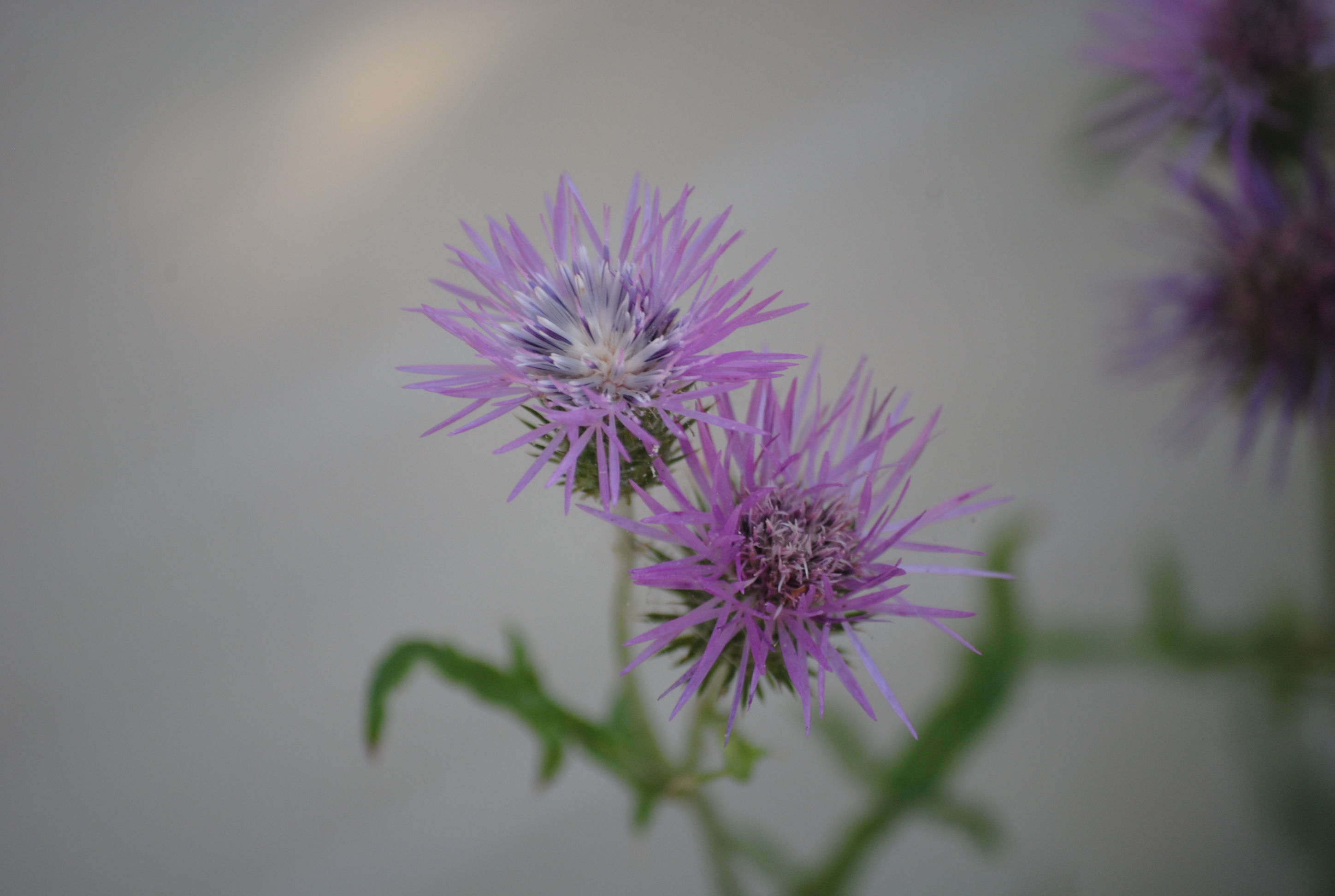 Violet Spiked Flower