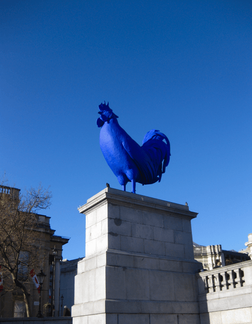 blue.cock