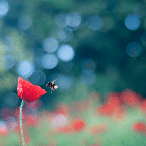 Ephemeral #9 - Attraction