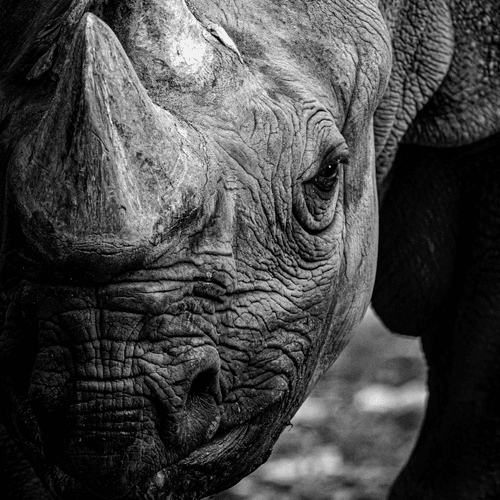Wildlife FineArt Photography #008.1 Variant "no longer"