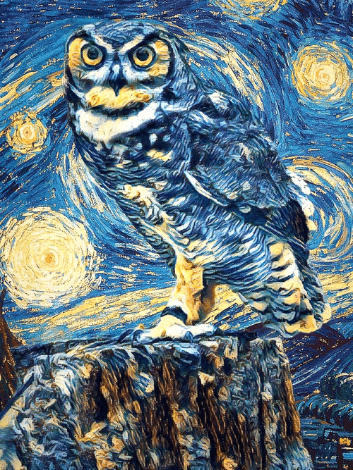 Owl