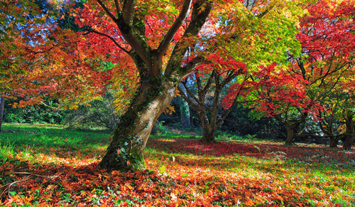 Autumn Garden