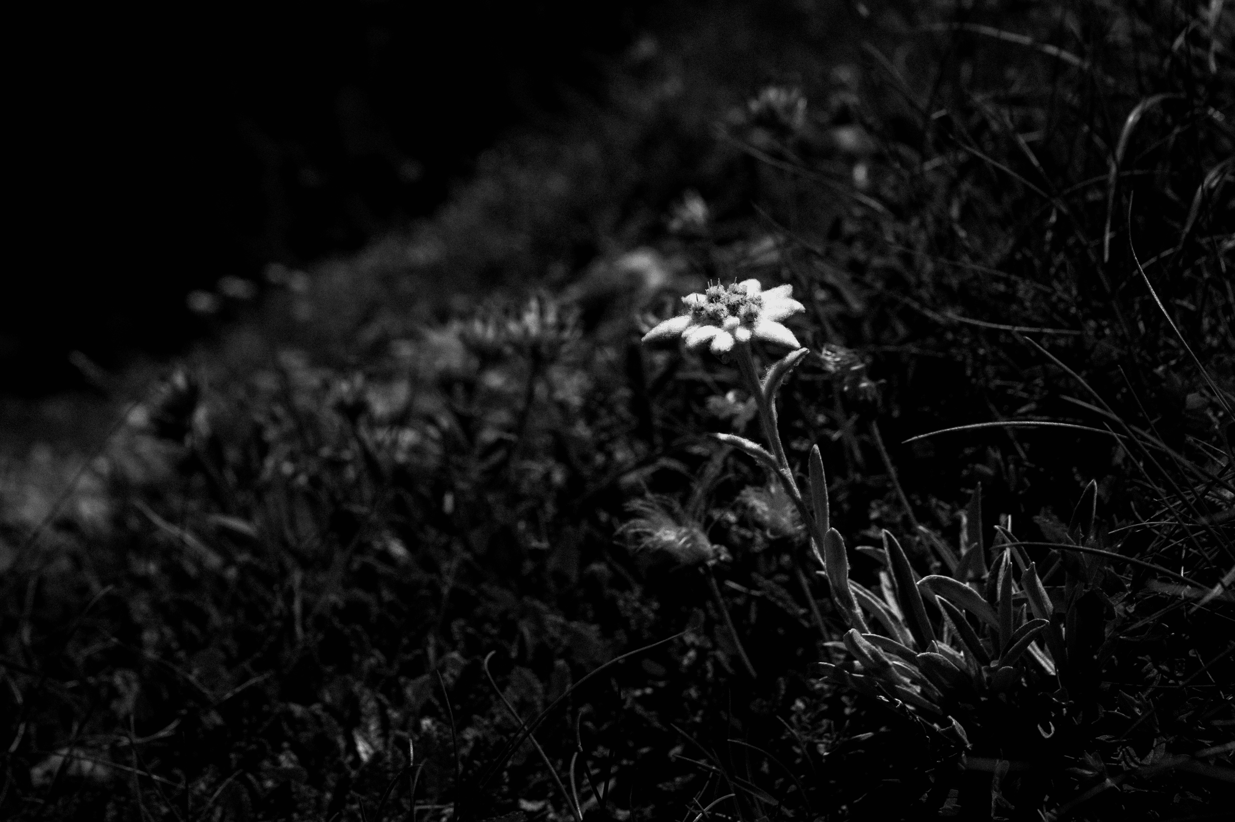 Edelweiss, queen of flowers #05
