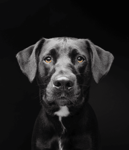 Labrador Retriever #DA234