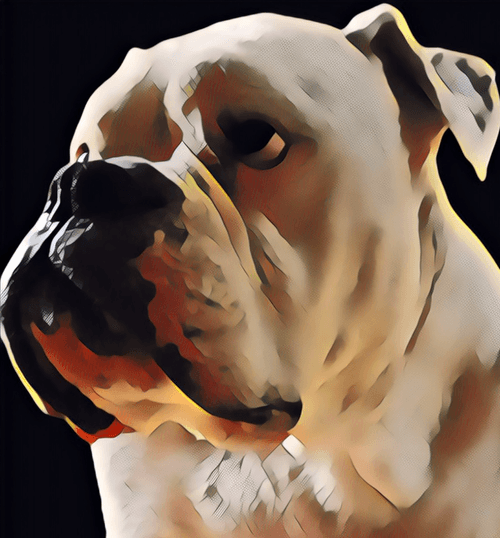 Bruizer the Bulldog