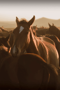 the wild horse collection image