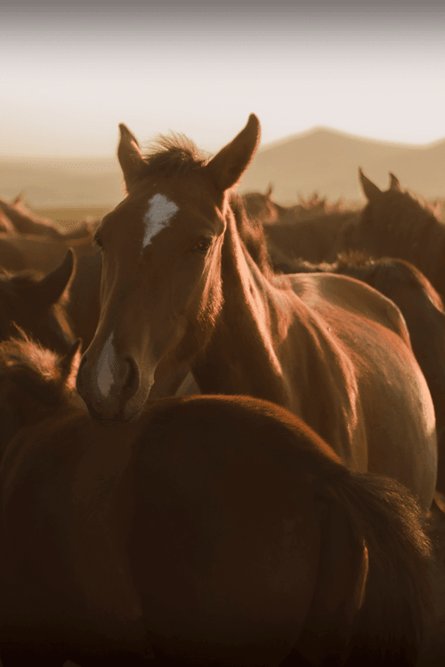 the wild horse