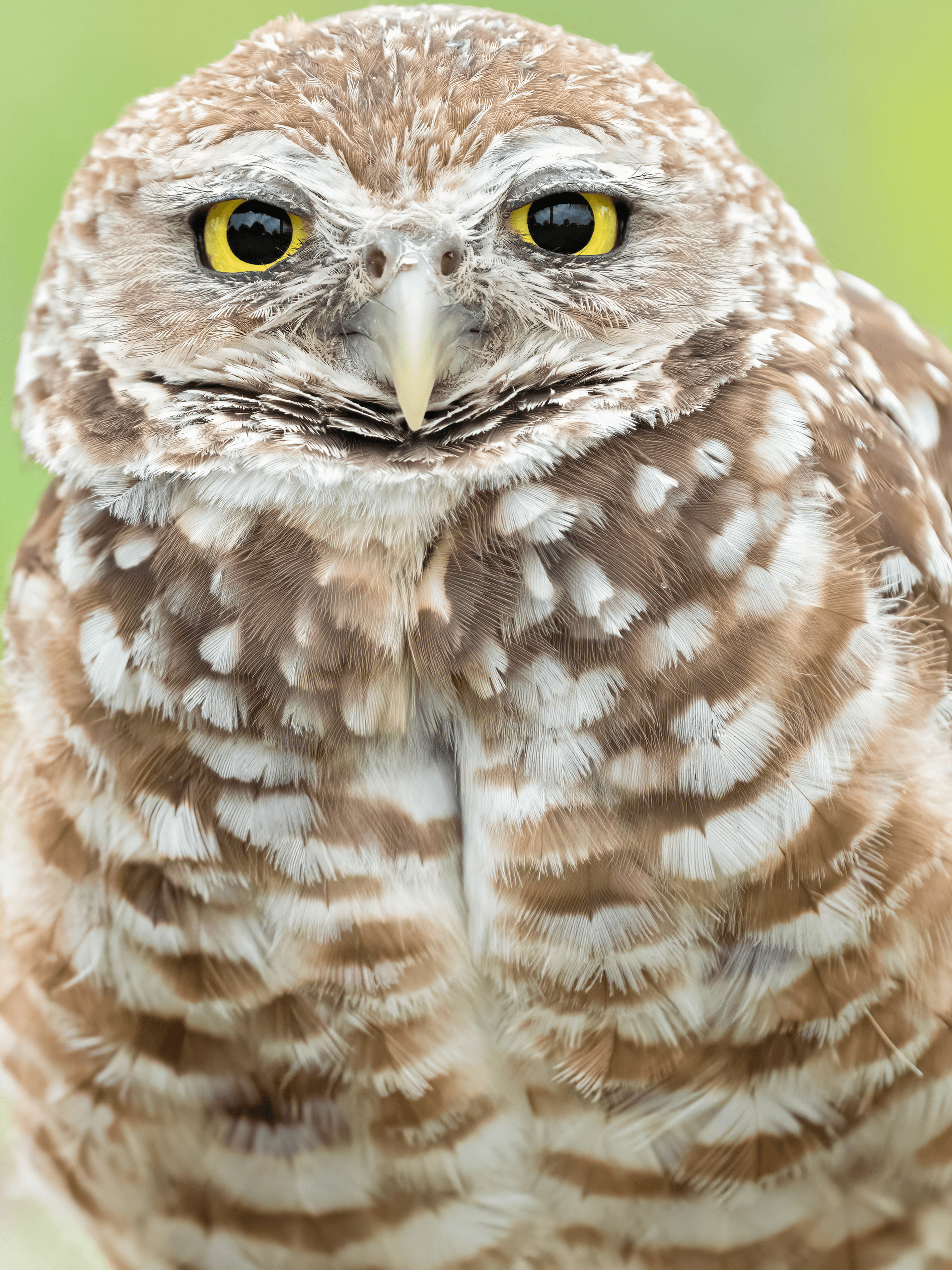 Guardian Owl