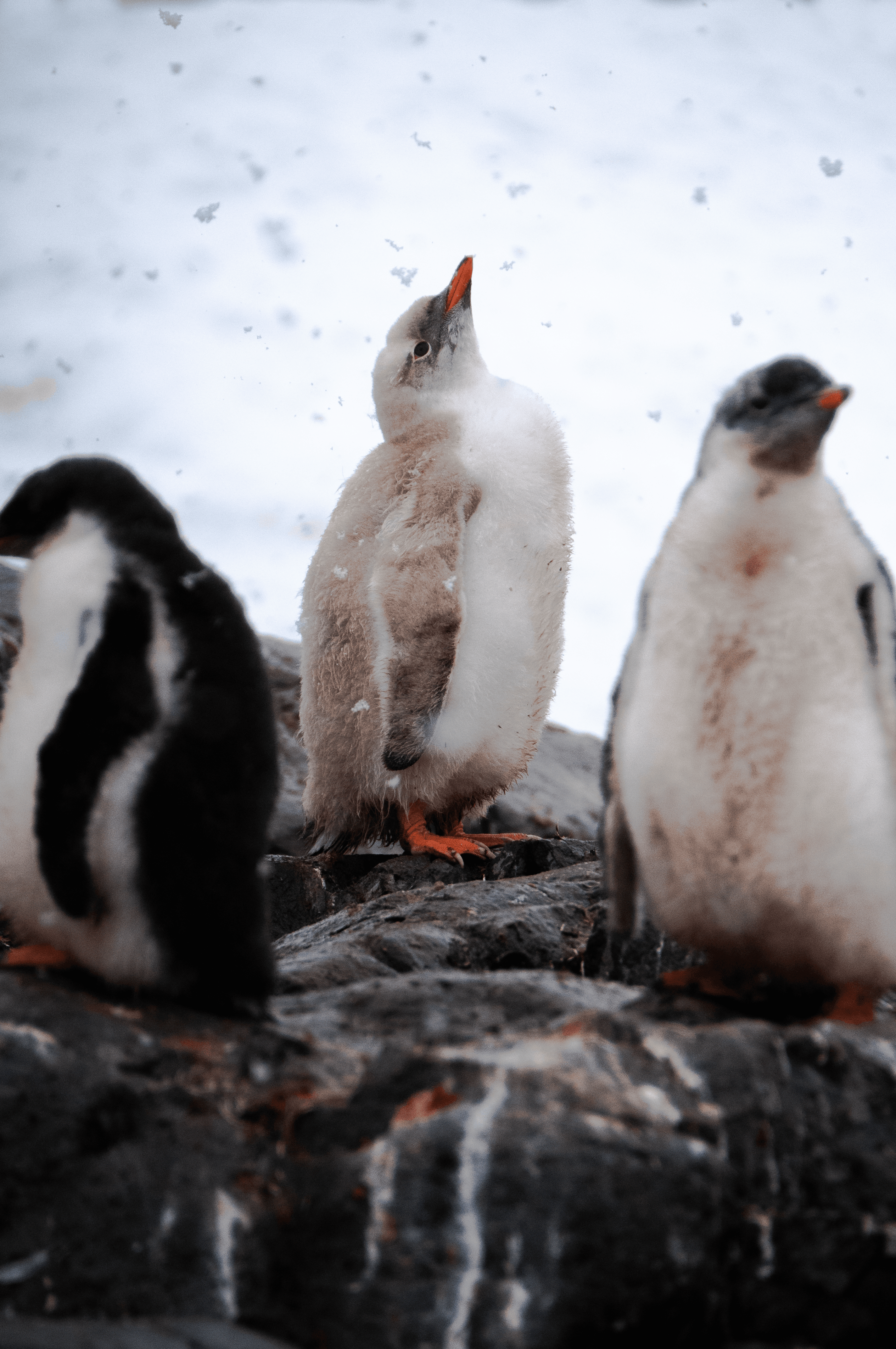 Stand Tall - Lucy The Rare White Leucistic Penguin Chick in Antarctica