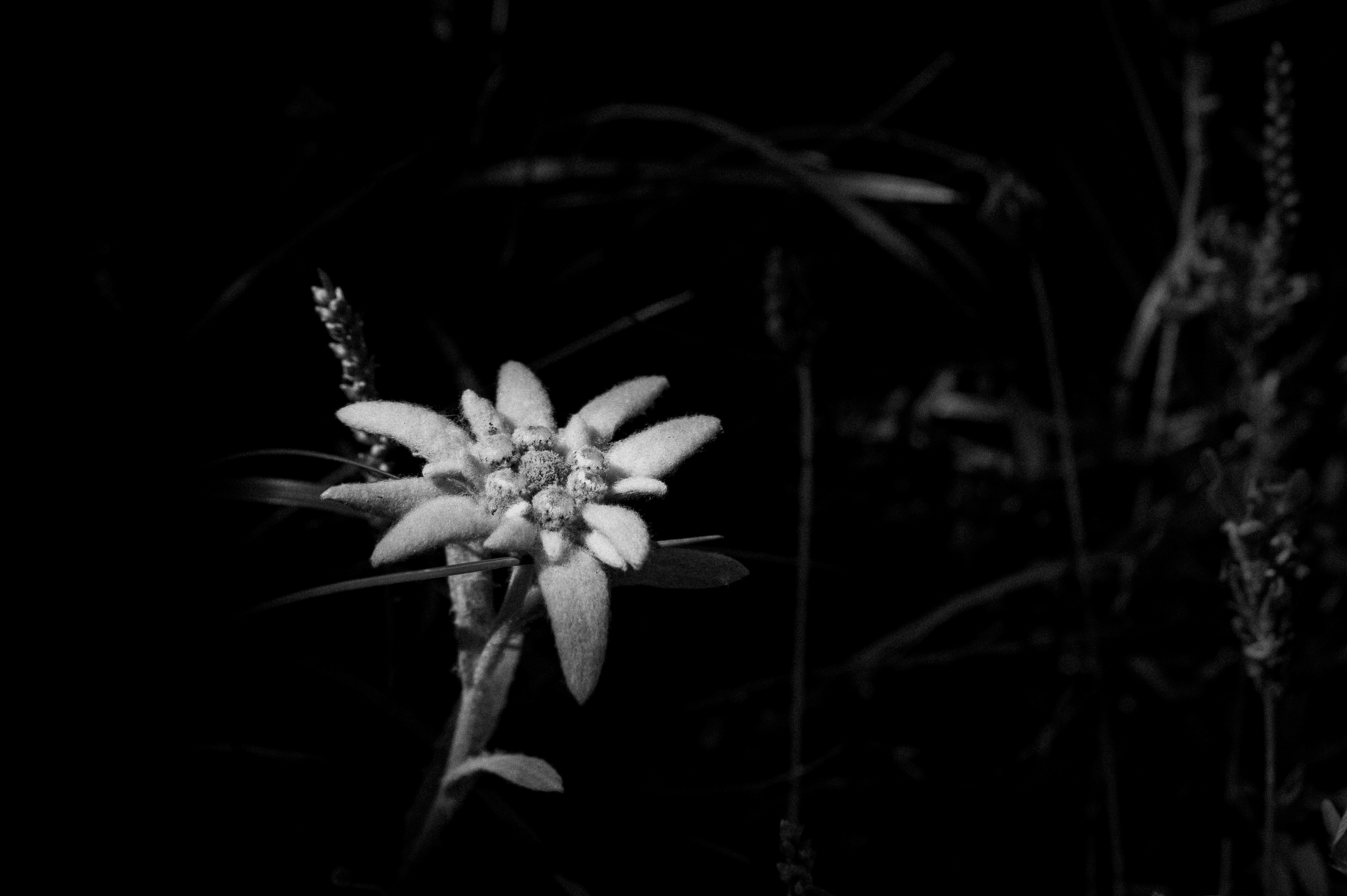 Edelweiss, queen of flowers #01