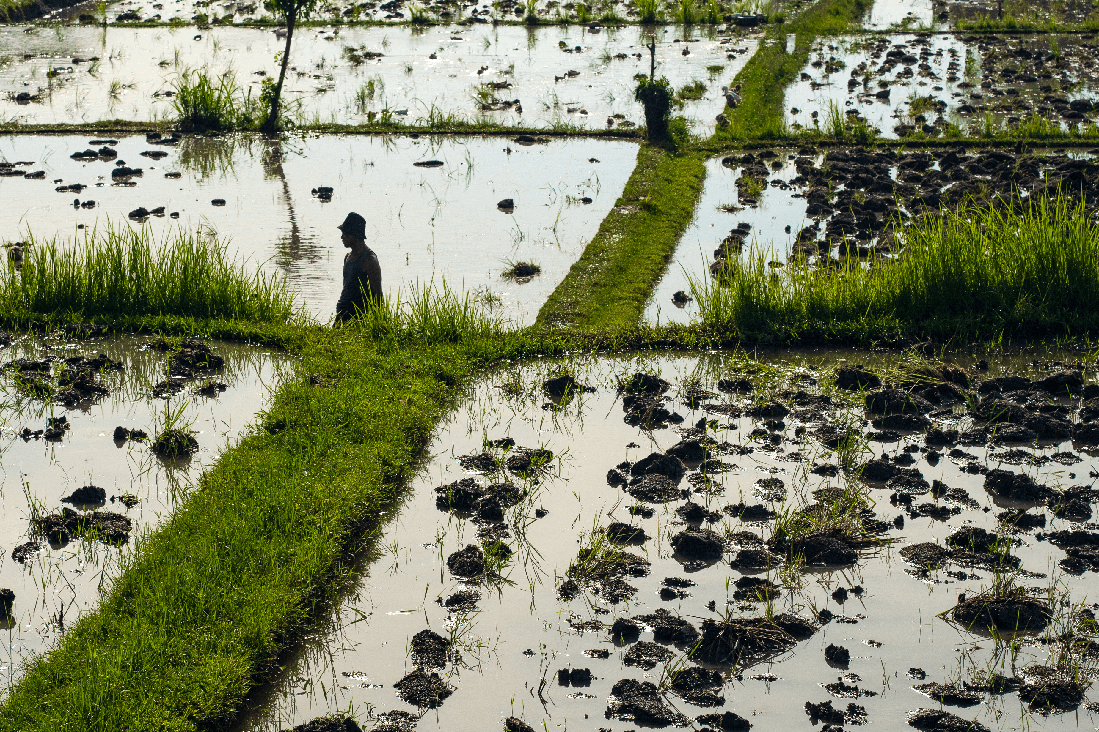 Man amongst flooded rice fields