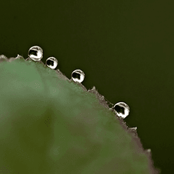 Srikant's Drops of Water collection image