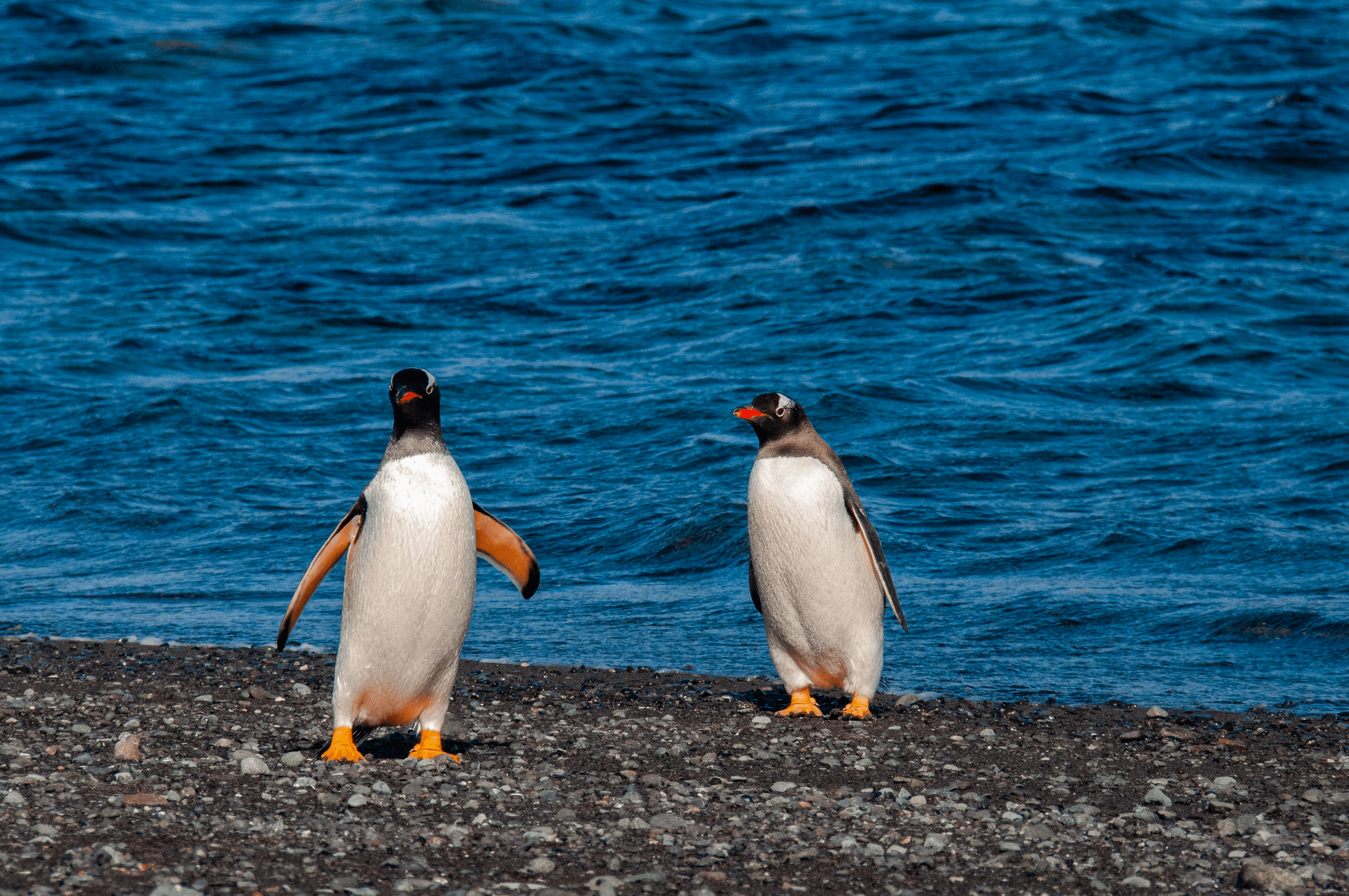 Rico & Skipper - - Gentoo Penguins - Antarctica