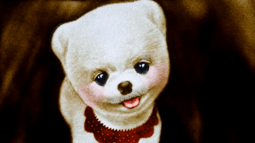 Pomeranian Puppy