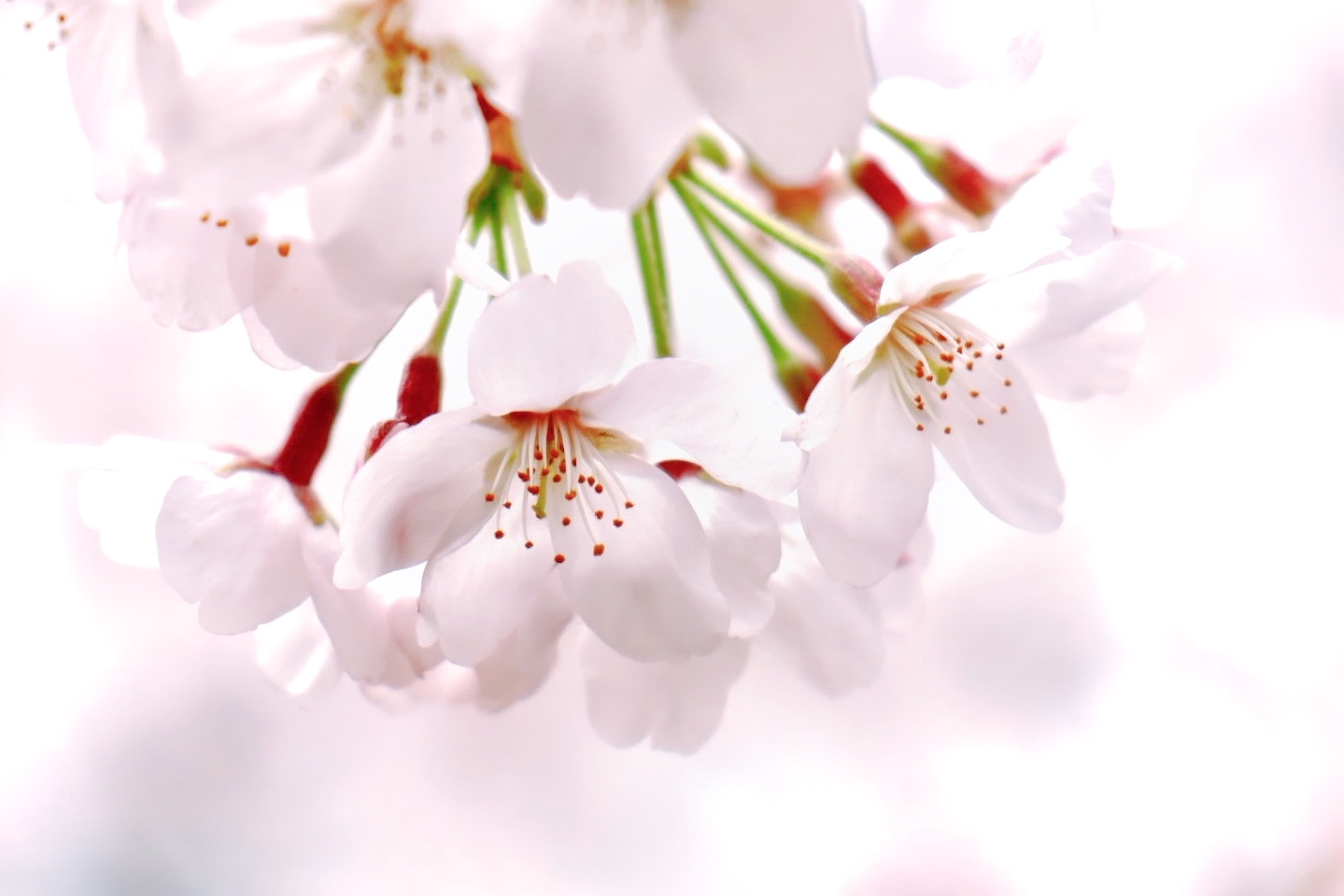 Dreamy cherry blossoms