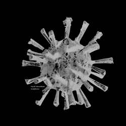 Virus-Variant-Collection (VVc) collection image