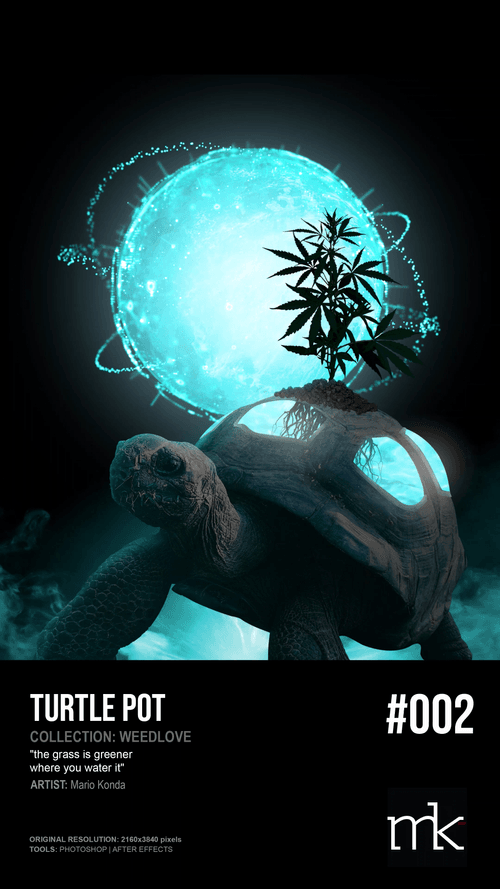 Turtle Pot