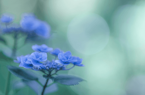 Hydrangea#25