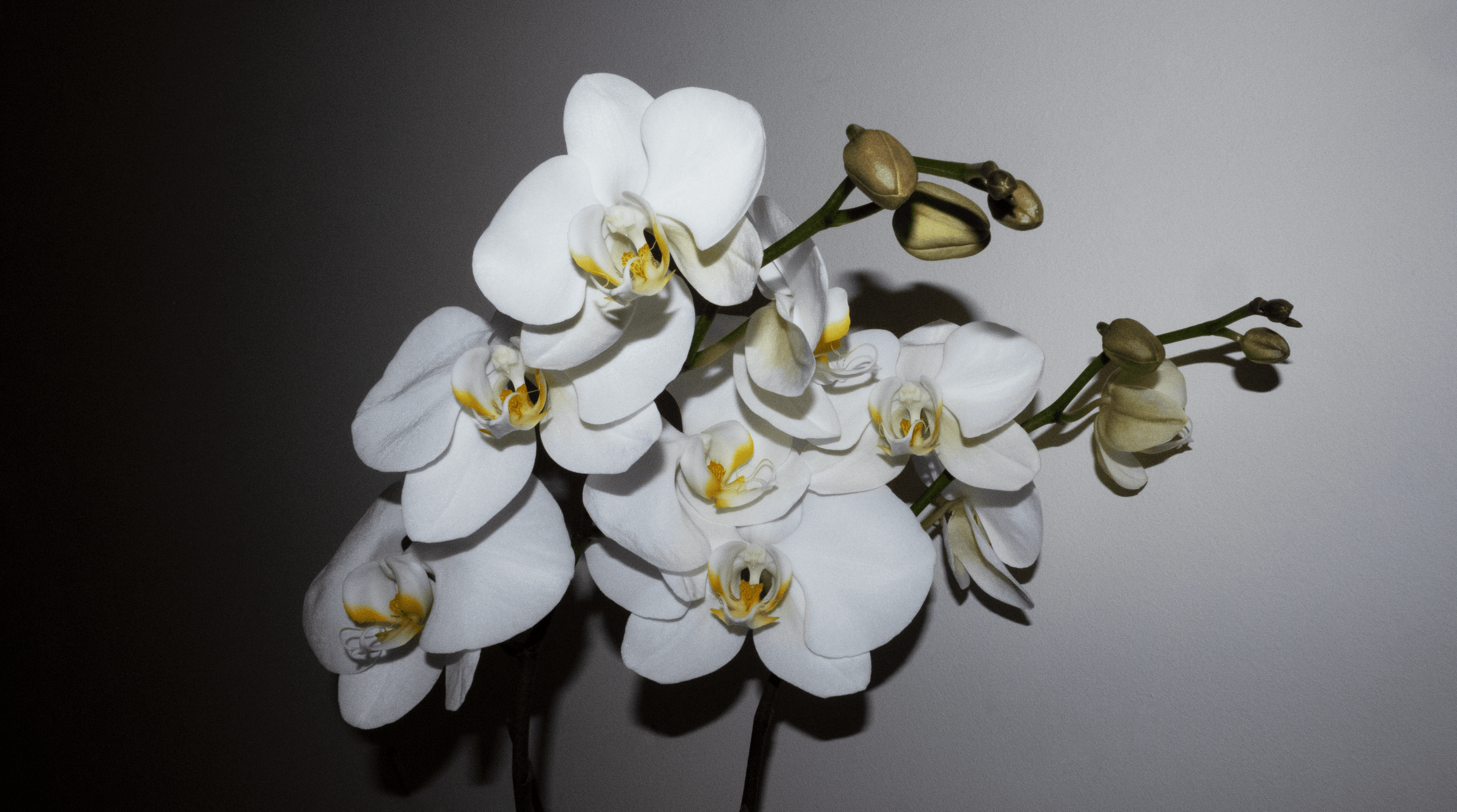White Orchid Collection 2021-004 MKW