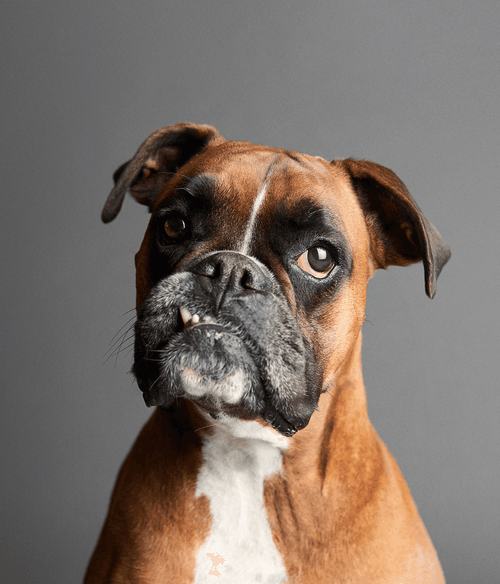Boxer #DA123