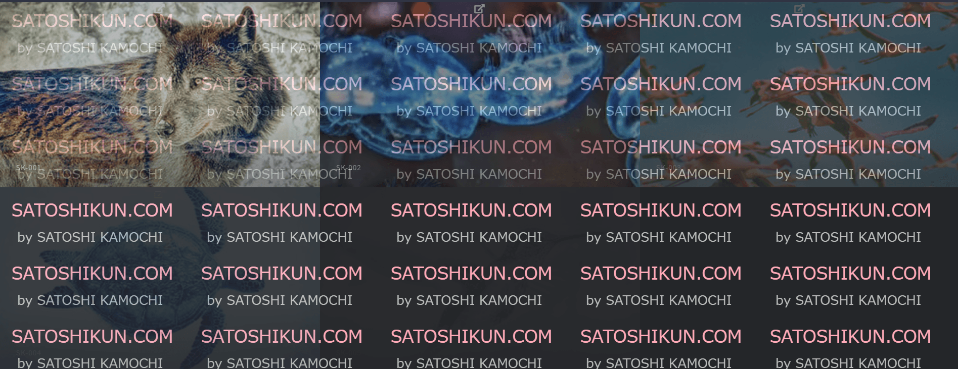 SATOSHI-KAMOCHI Banner