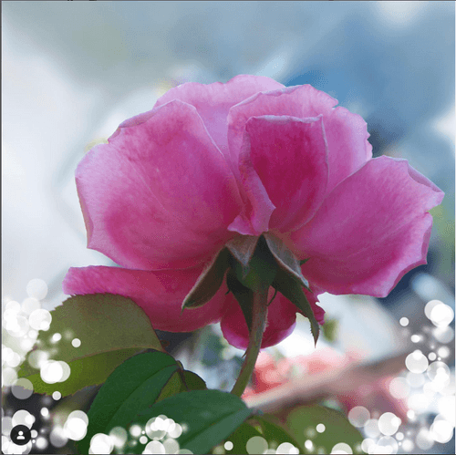 Floral composition