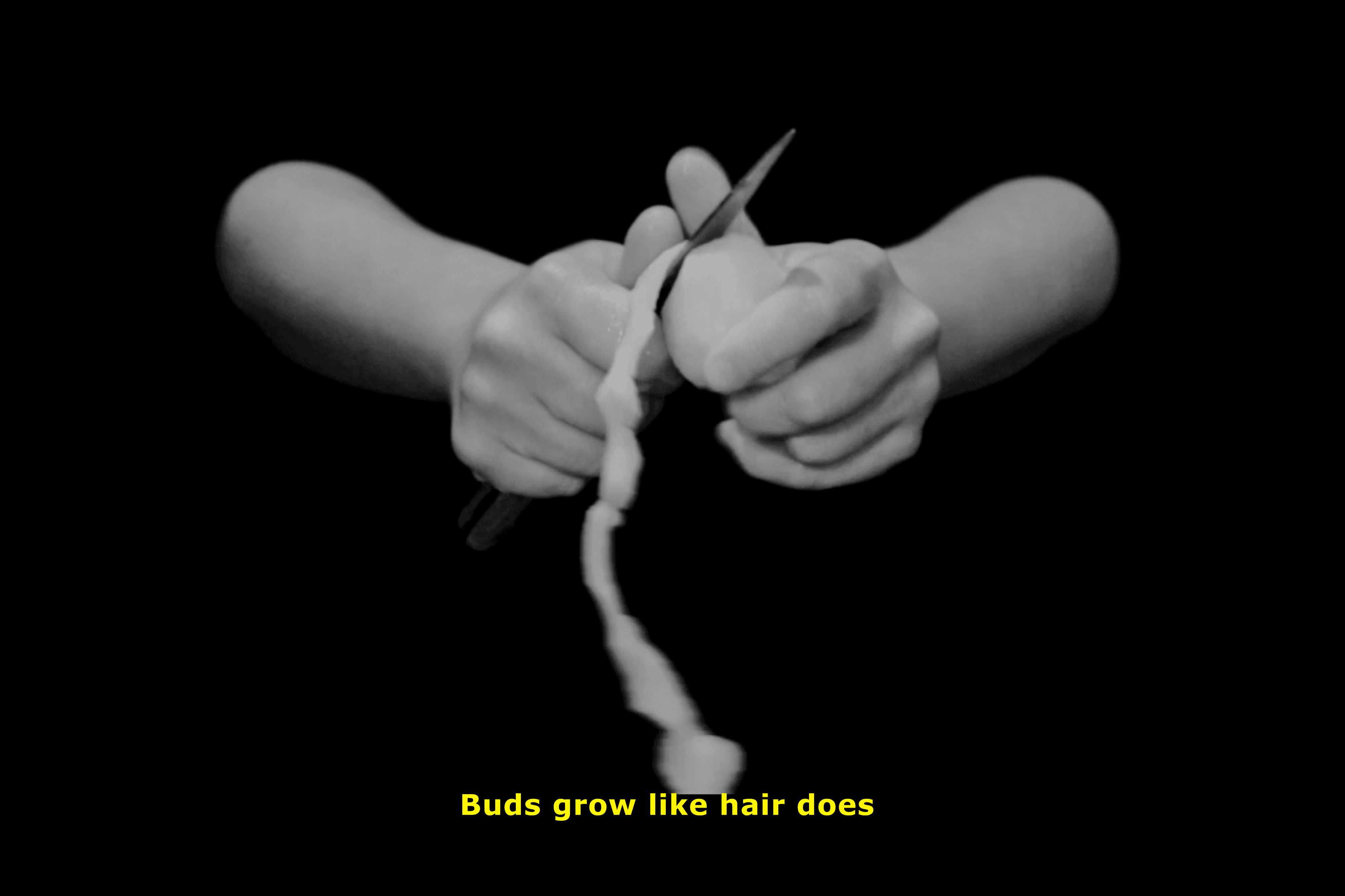 Buds grow like hair does