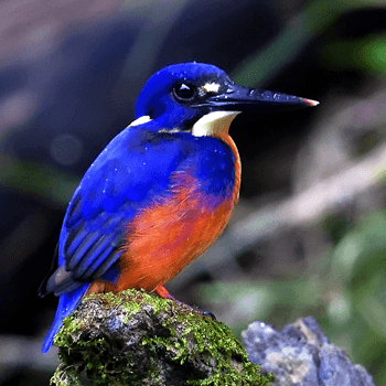 Birdlife of Australia