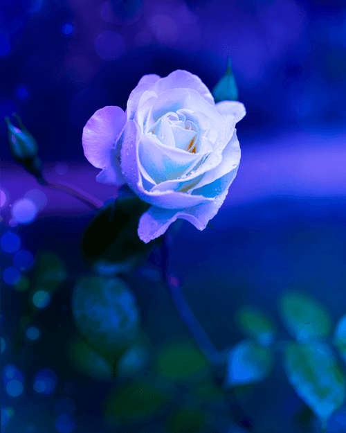 Rose Boukeh