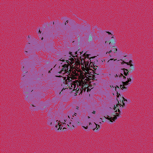Gerbera Daisy Magenta