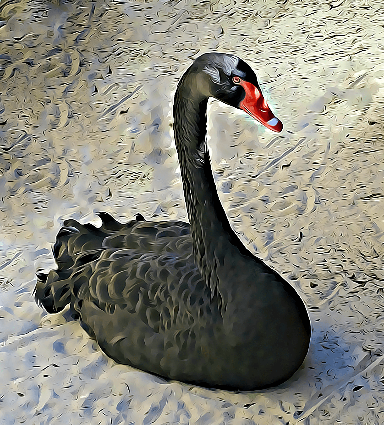 Black Swan from Xcaret Mexico by Brian Cimins