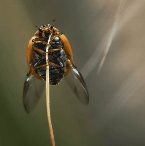 insectography