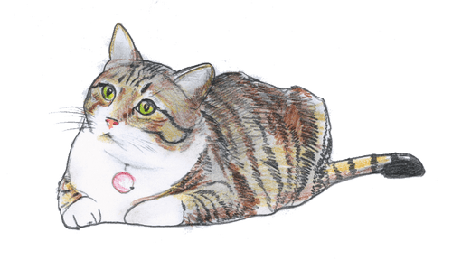 Boots cat 01