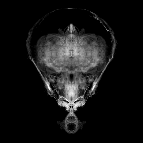 Alien Embryo - 216 of 2000